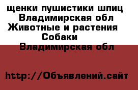 щенки пушистики шпиц - Владимирская обл. Животные и растения » Собаки   . Владимирская обл.